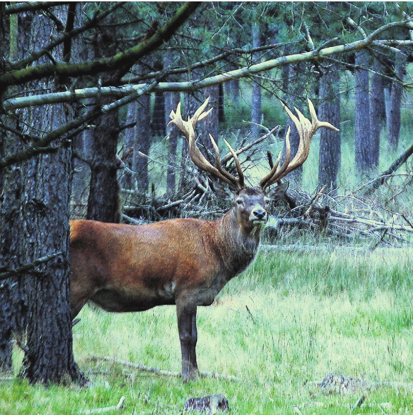 De koning van het bos voor de camera