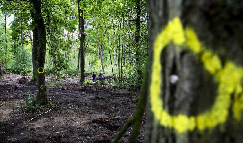 Het bos in het Limburgse Arcen waar in 2014 de lichamen werden gevonden van twee vermiste Marokkanen. (anp / Vincent Jannink en nfi)