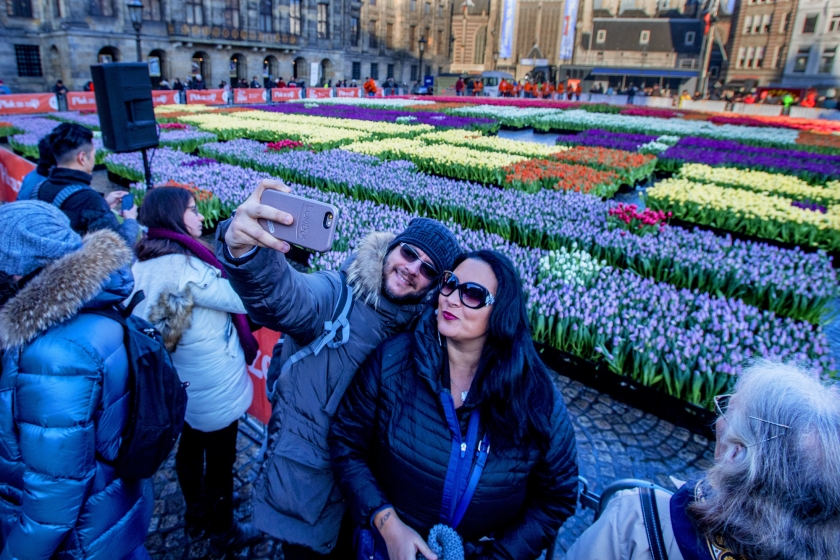 Op de Dam in Amsterdam worden tulpen geplukt tijdens Nationale Tulpendag. Kwekers hebben op de Dam een pluktuin aangelegd met 200.000 tulpen in verschillende kleuren. Een perfect decor voor een selfie. < (anp / Robin Utrecht)
