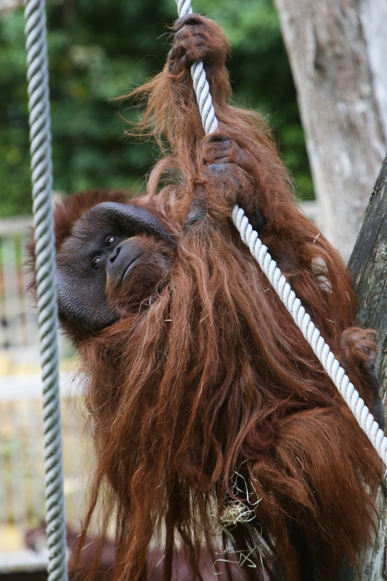 Orang-oetan Kevin, een van de mensapen in het in apen gespecialiseerde dierenpark Apenheul in Apeldoorn. (ap)