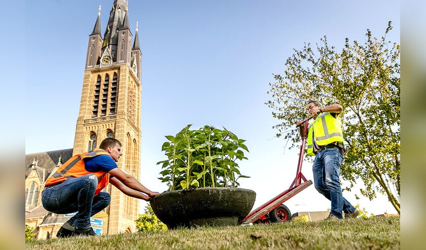 Een medewerker van de gemeente Hilversum plaatst zonnebloemen voor de Sint Vituskerk ter nagedachtenis aan de slachtoffers van de MH17. (anp / Remko de Waal)