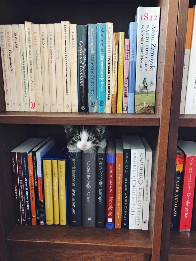Instagramfoto: Kitten in de boekenkast (Nicolette de Boer)