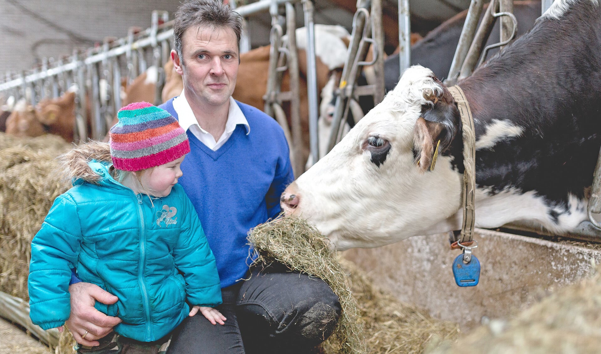 Matthijs de Haan met zijn jongste dochter bij zijn koeien in de stal.
