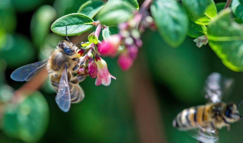 Een bij op een bloem. Bijen leveren een belangrijke bijdrage aan de bestuiving van gewassen en daarmee aan de voedselvoorziening. (anp / lex van Lieshout)