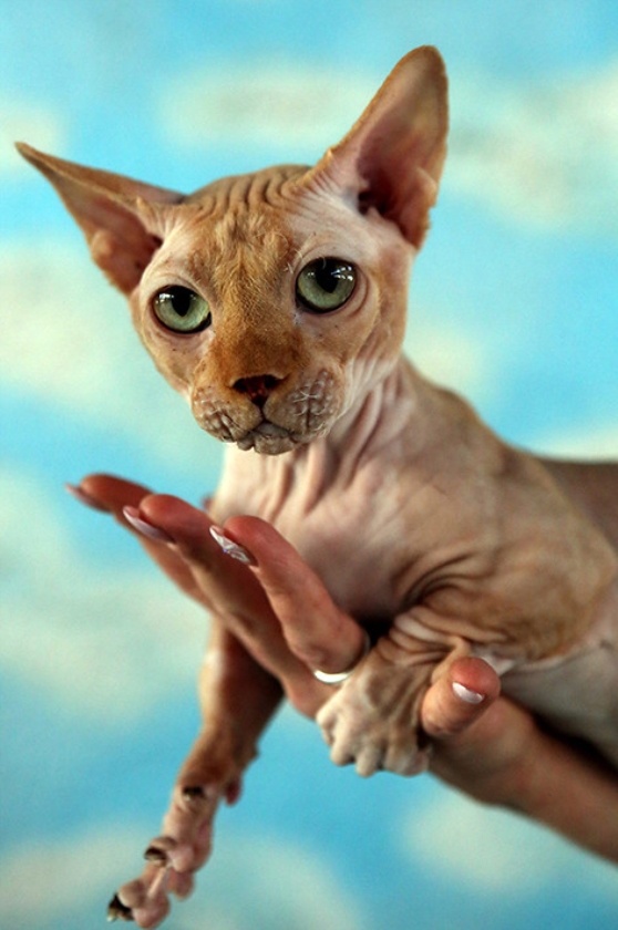 Bambino Sphynx (epa / Igor Kovalenko)