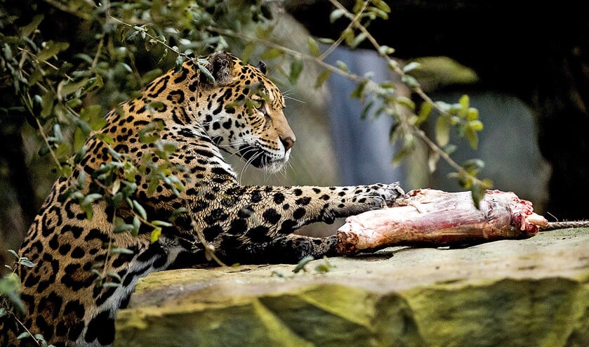 In de Amsterdamse dierentuin Artis is dinsdag het nieuwe jaguarverblijf geopend. De twee jaguars, een gevlekte (het vrouwtje) en een zwarte (het mannetje), leven apart van elkaar. In het verblijf staan olijfbomen, omdat jaguars veel klimmen en op de uitkijk liggen. Anders dan andere katachtigen, zwemmen jaguars graag. Daarom is er voldoende water aanwezig. De aanleg van het verblijf heeft enkele miljoenen euro’s gekost. < (anp / Koen van Weel)