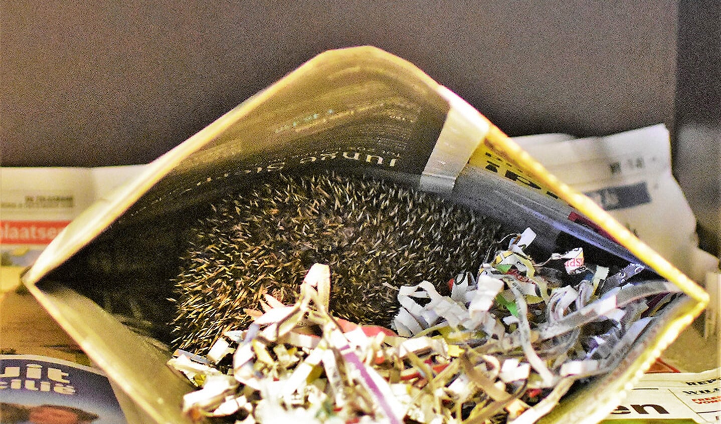 Een open envelop van krantenpapier gevuld met papierwol wordt in de opvang in Zoetermeer gebruikt als slaapzak voor egels.