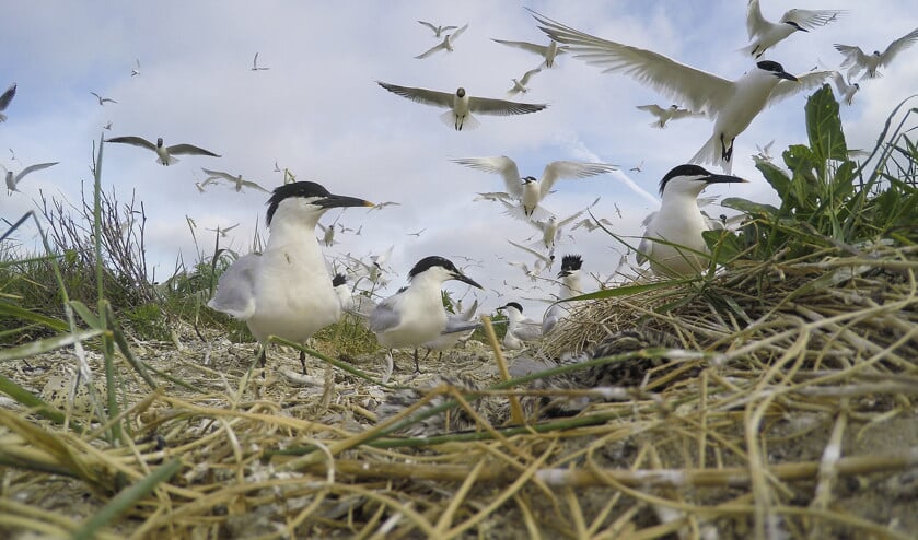 Doordat er geen getij meer is, zijn veel geschikte broedgebieden voor vogels verdwenen, zoals voor de grote stern. (ruben Smit)