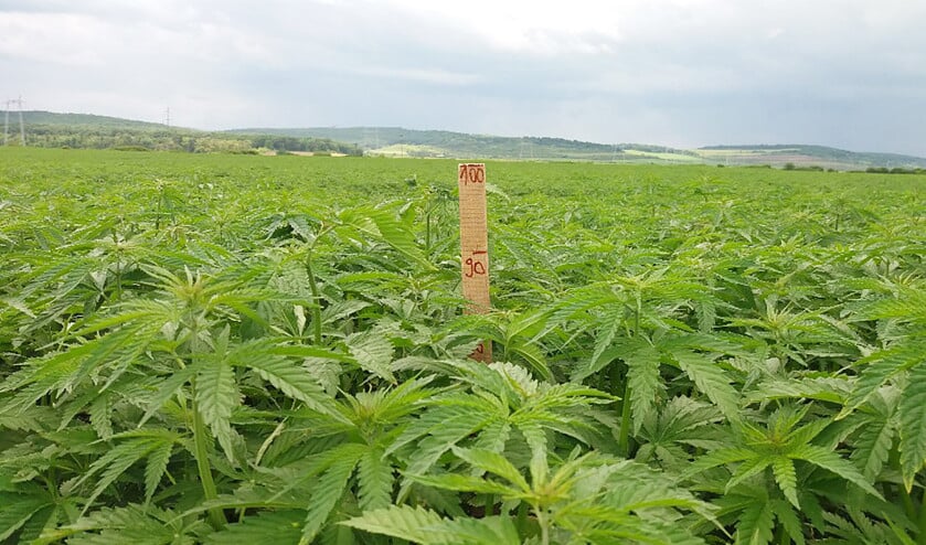 Hennep werd al ver voor onze jaartelling verbouwd. Vanwege de mogelijkheid om van de planten drugs te maken, werd de teelt aan banden gelegd. Begin jaren negentig ontstond in Europa weer ruimte voor het telen van hennep. (hempflax)