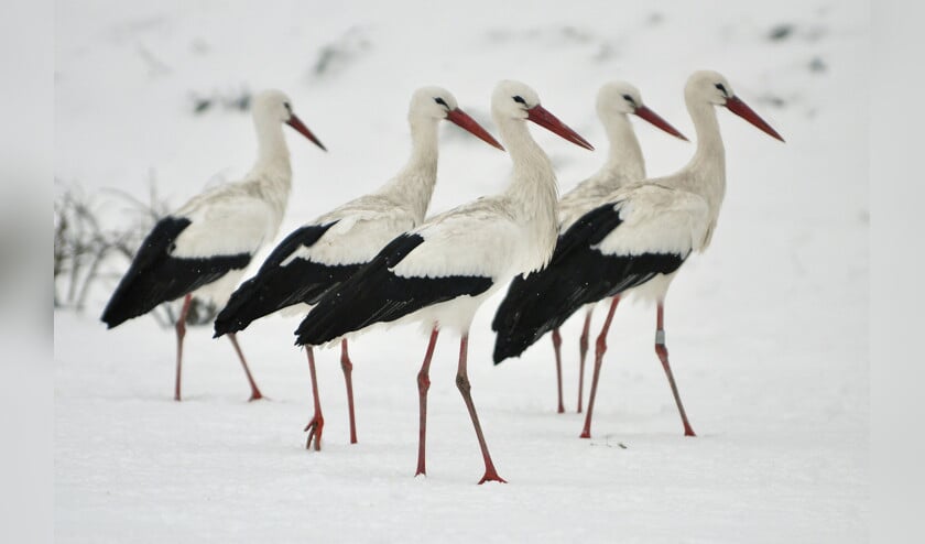 Ongeveer 35 procent van de volwassen ooievaars bespaart zichzelf de gevaarlijke reis naar Afrika en overwintert in Nederland. (Caroline Walta)