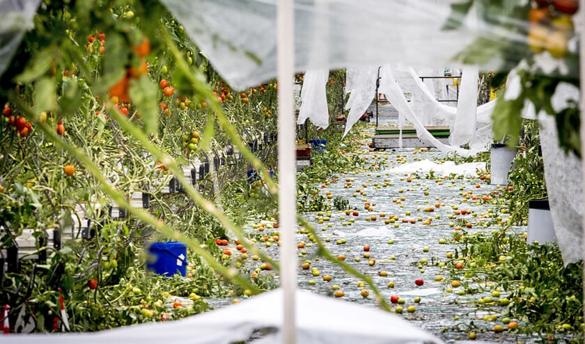 Gebroken glas bij een tuinbouwbedrijf na de enorme schade die hagelbuien in juni 2016 hebben aangericht in het zuidoosten van het land. (anp / Jerry Lampen)
