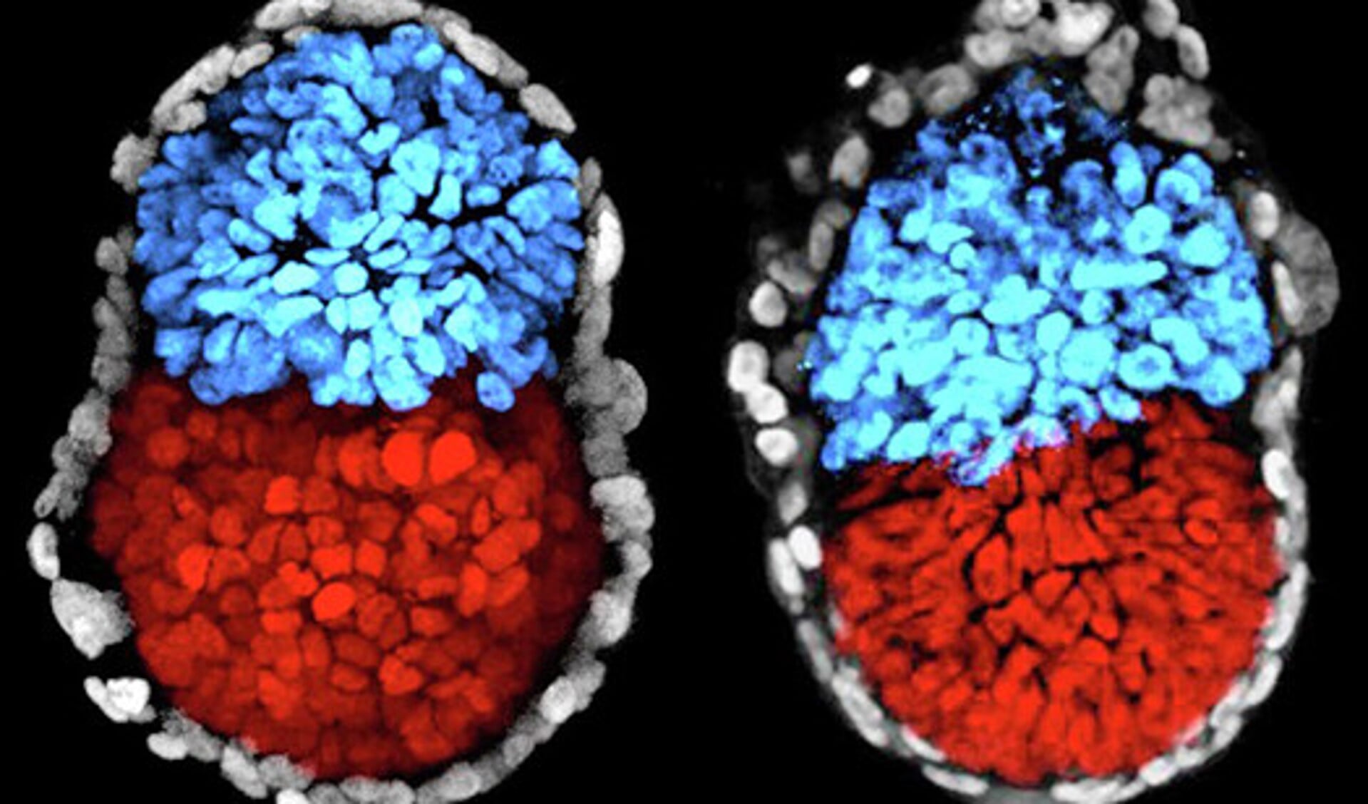 Gekweekt muizenembryo (links) en een gewoon muizenembryo (rechts).