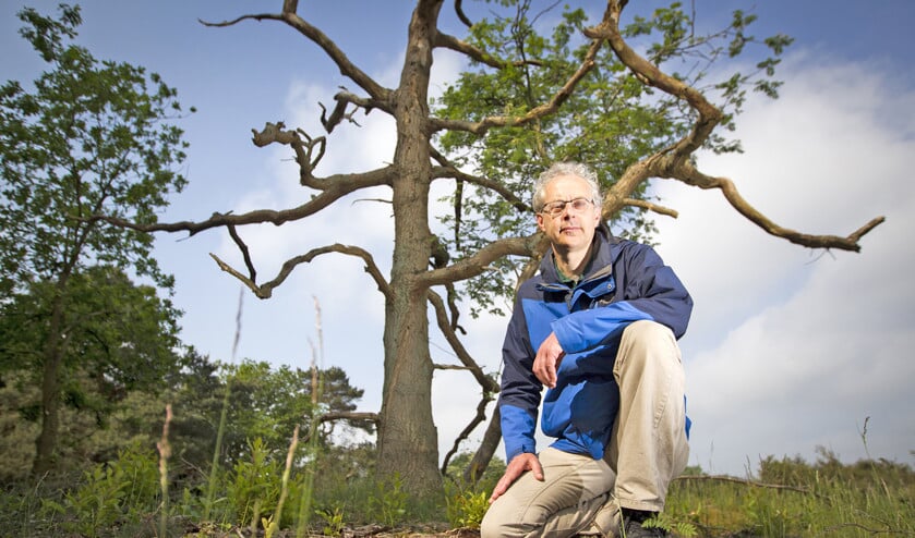 Stikstofvervuiling verandert het hele ecosysteem in het bos, zegt ecoloog Henk Siebel van Natuurmonumenten. In de vorige eeuw maakten mensen nog vakantiefoto’s naast enorme mierenhopen. ‘Nu weten kinderen niet meer wat een bosmierenhoop is.’ De sperwer is ook al vertrokken van de Veluwe. (Jeroen Jumelet en kaartje planbureau voor de leefomgeving)