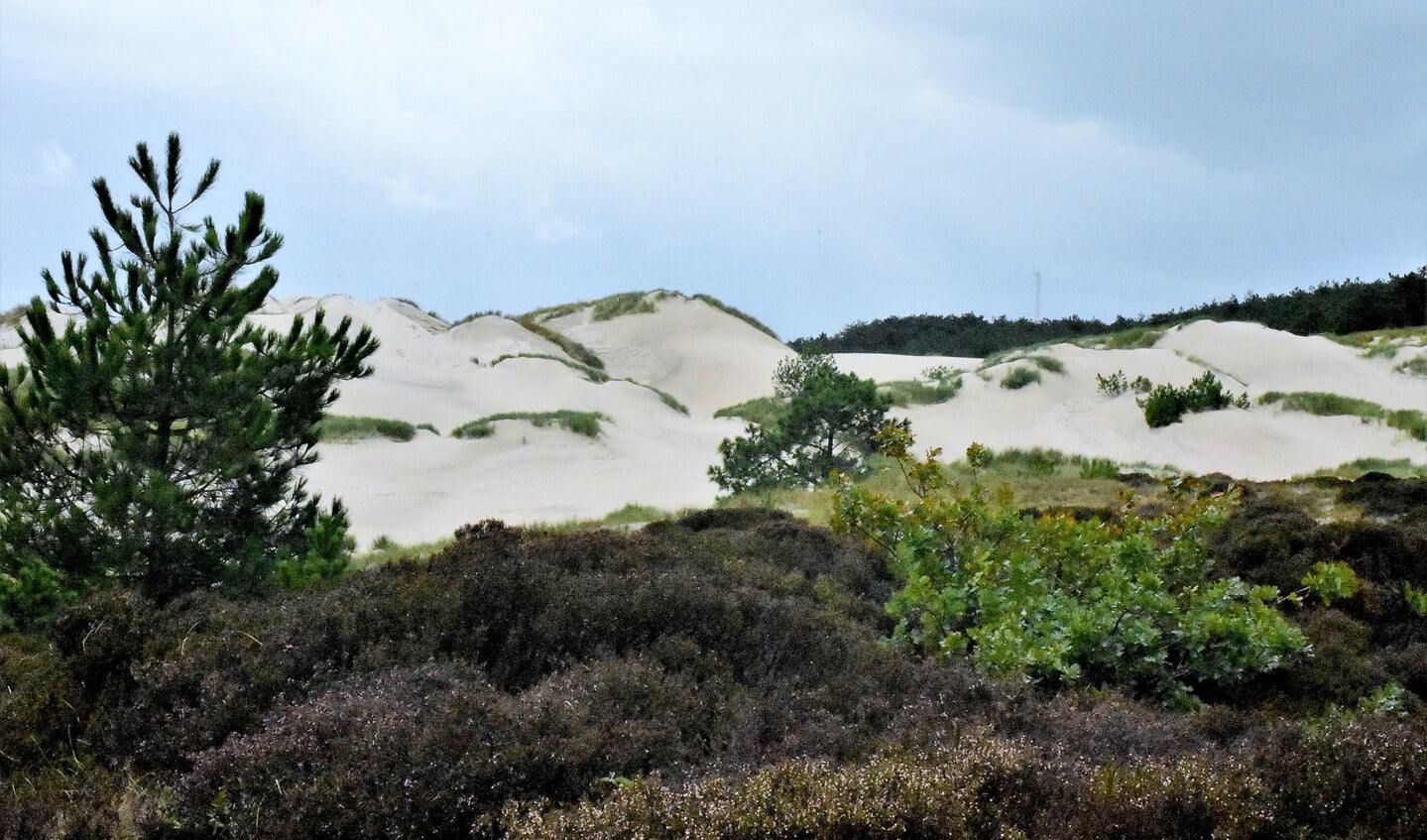 De provincie Noord-Holland wil herstel van de stuifzanden in de duinen bij Schoorl.