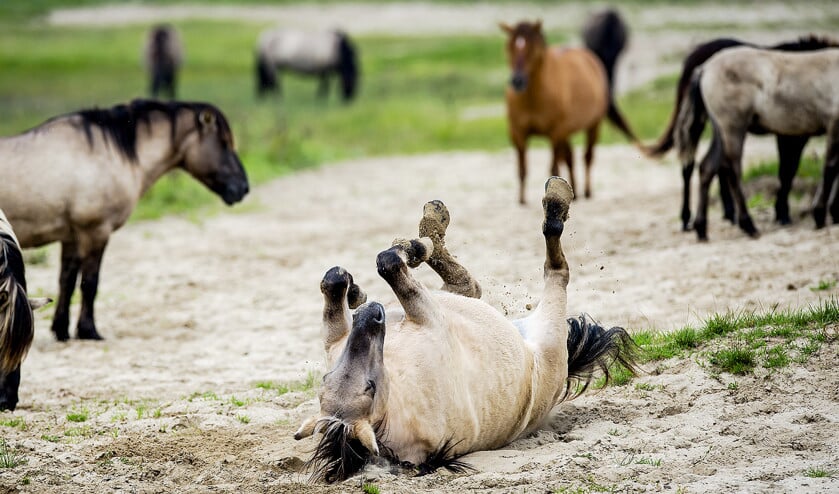 In 1983 werden er 24 konikpaarden uitgezet in de Oostvaardersplassen. Nu leven er 1075, maar door vergrijzing zal dat aantal afnemen. (anp / Robin van Lonkhuijsen)