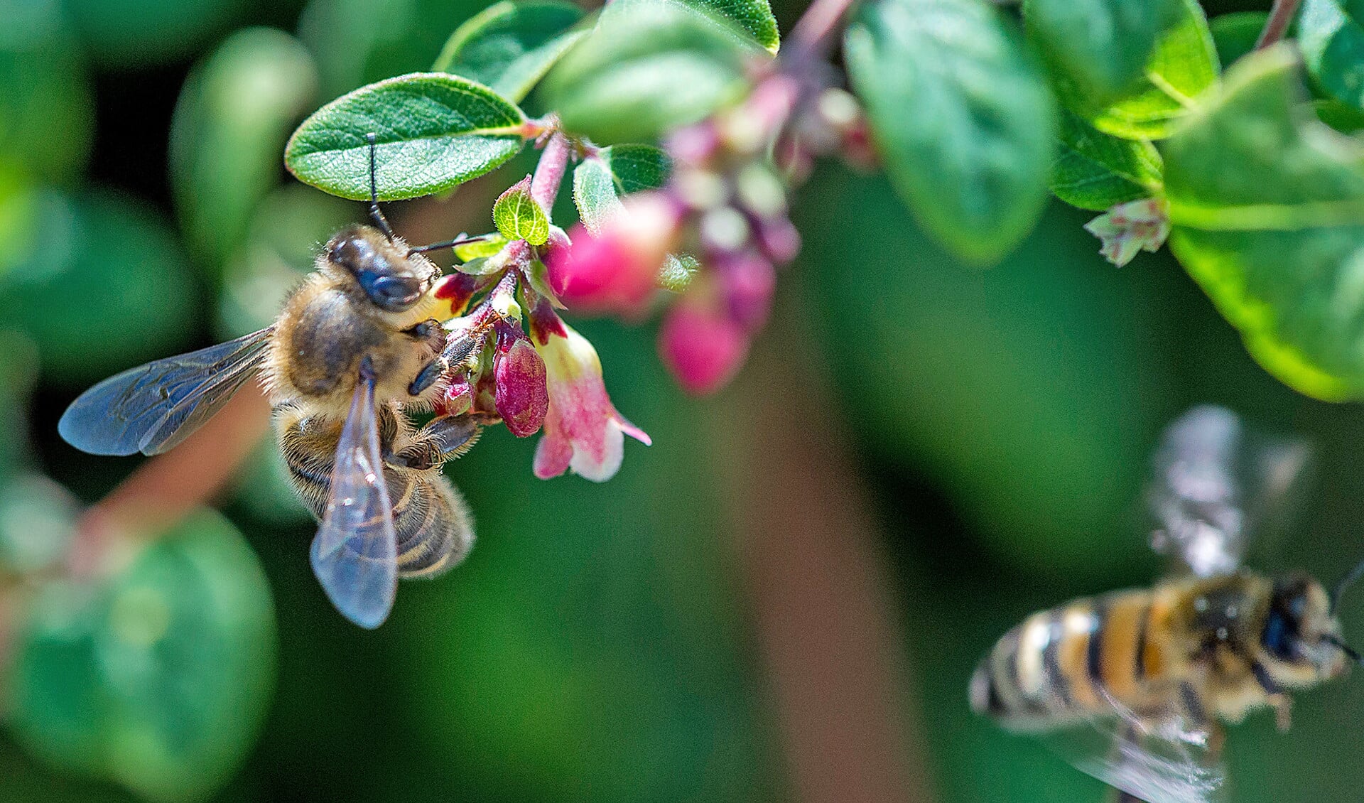 In gebieden waar veel bestrijdingsmiddelen gebruikt worden, produceren bijen minder koninginnen, waardoor het volk minder groeit en er minder bestuiving plaatsvindt.