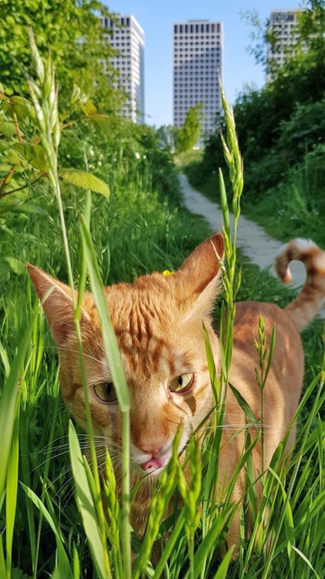 Lee Towers met kat. (Johan Bakker)