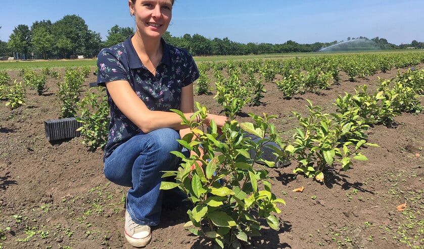 Linda Cebrian op haar theeplantage. (Linda Cebrian uit Soerendonk legde achter de boerderij van haar ouders haar eigen theeplantage aan wat hopelijk binnen afzienbare tijd resulteert in thee uit Brabant.Marco Bosmans en nd)