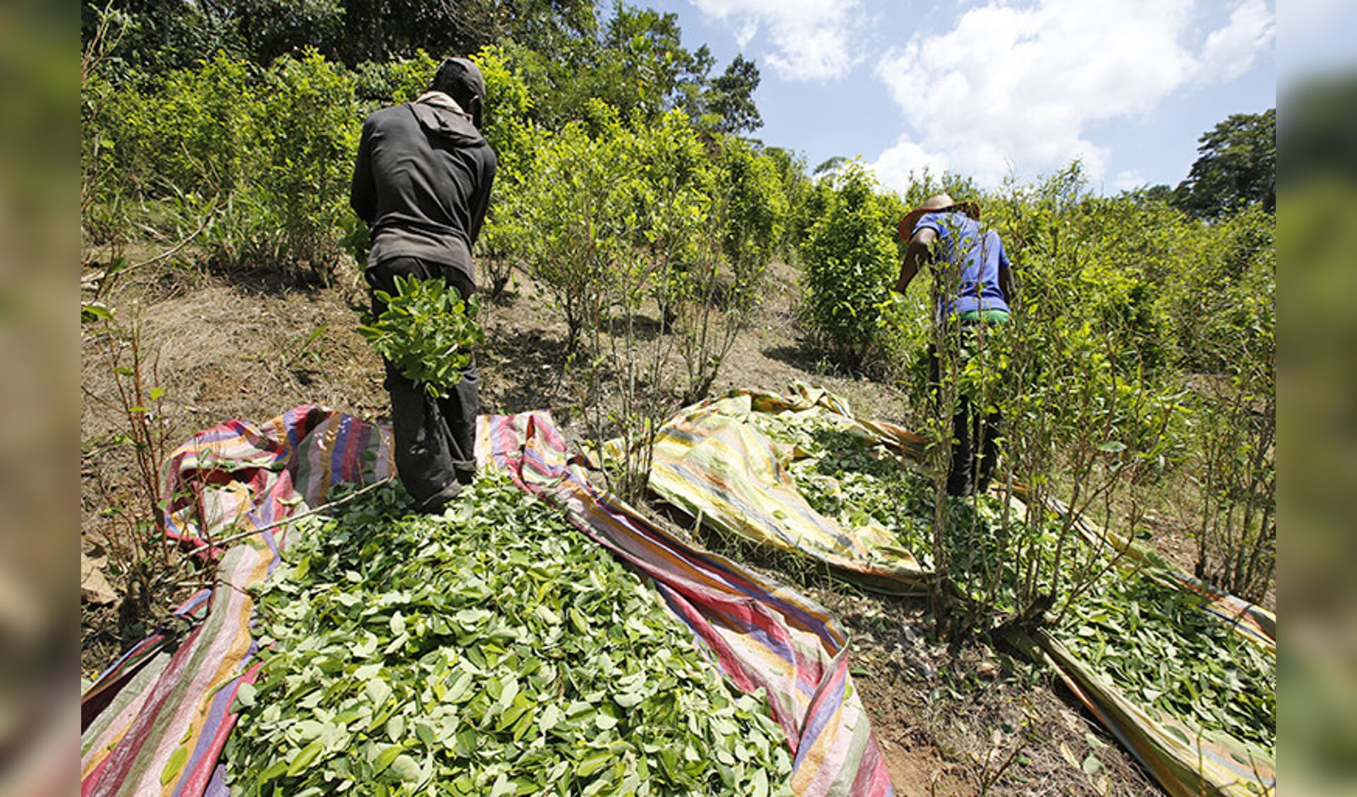 Oogst van cocabladeren in Colombia.