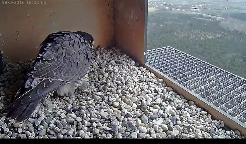 Gluren met de webcam naar een slechtvalk is ongepast, meent bioloog Midas Dekkers. (beleefdelente.nl)