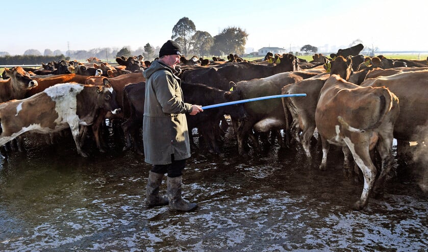 De grootste boosdoener van de vervuiling in plattelandsgebieden is de groeiende veestapel van Nieuw-Zeeland. (afp / William West)