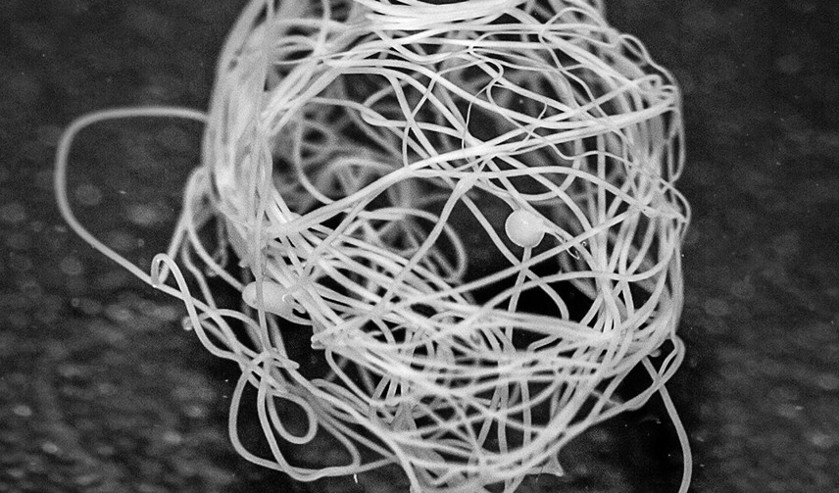 Synthetisch vervaardigde spinnenzijde is sterker en elastischer dan de bekende kunstzijde en is ook nog eens biologisch afbreekbaar. (Lena Holm)