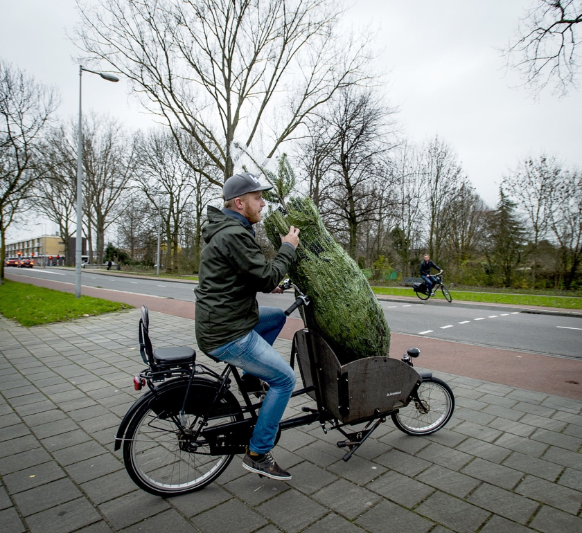 Verse kerstbomen worden dezer dagen in grote hoeveelheden verkocht, al zijn kunstkerstbomen onder Nederlanders nog net iets populairder. (anp / Robin van Lonkhuijsen)