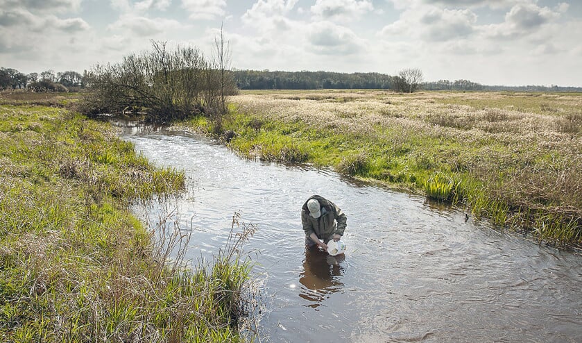 In een beek van de Drentse Aa, het Lieversche Diep, worden jonge gekweekte zeeforellen uitgezet die dit gebied als hun geboortegrond gaan beschouwen. (Harry Cock)