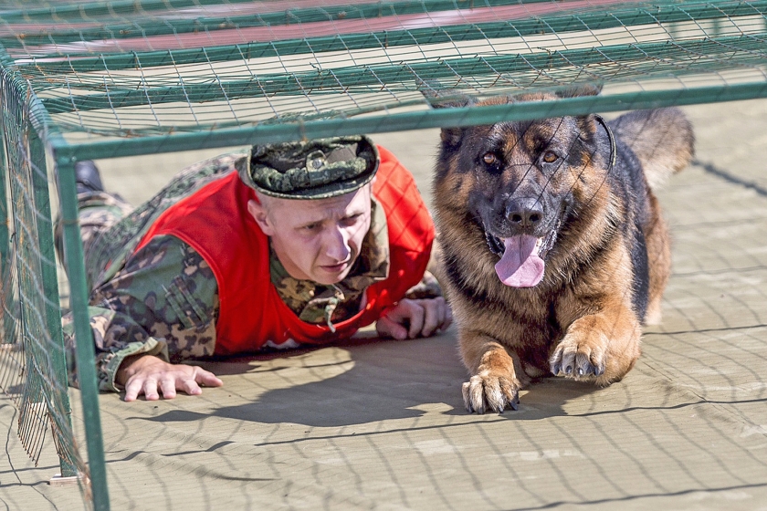 Een oefening met een legerhond tijdens de International Army Games, die gelijktijdig met de Olympische Spelen plaatsvonden in Rusland en Kazachstan. (ap / Sergej Bobjlev)