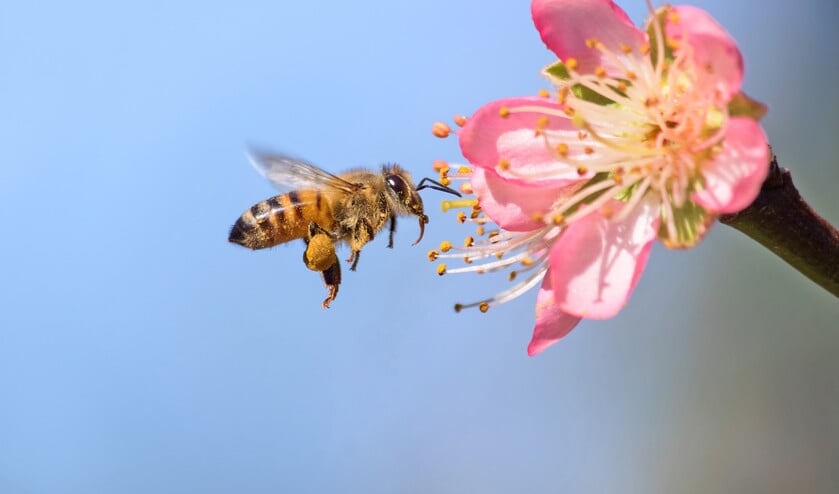God schiep een functionerend leven, wat veel meer is dan zichtbare planten en dieren. Hoe kon anders een bij honing vinden, tenzij er eerder al bloesemdragende planten waren? (istock)
