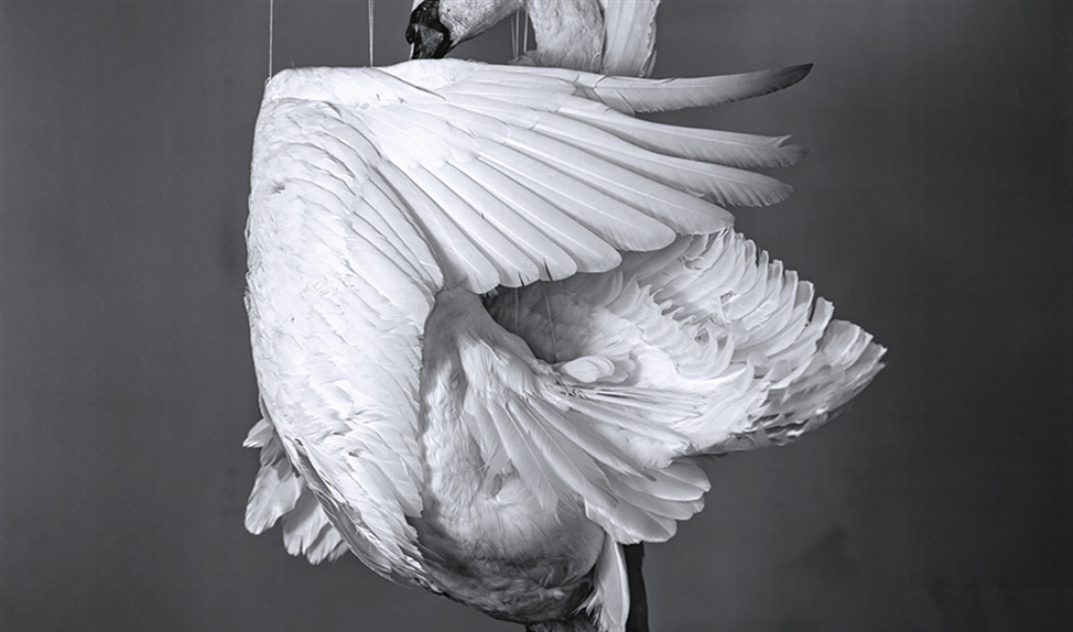 Swan (Richard Learoyd / Fraenkel Gallery, San Francisco)