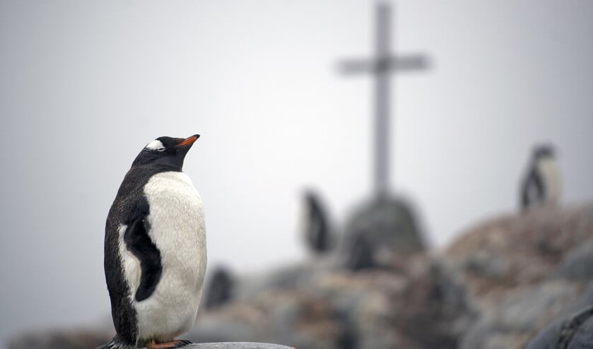 De ezelspinguïn op het Petermanneiland, Antarctica, leeft van krill. Maar krill, kleine ongewervelde, garnaalachtige zeedieren, wordt er schaarser, volgens wetenschappers door klimaatverandering en visserij. Het kruis is opgericht ter herdenking van drie Britse Antarctica-wetenschappers die begin jaren tachtig op het eiland vermist raakten. (afp / Eitan Abramovich)