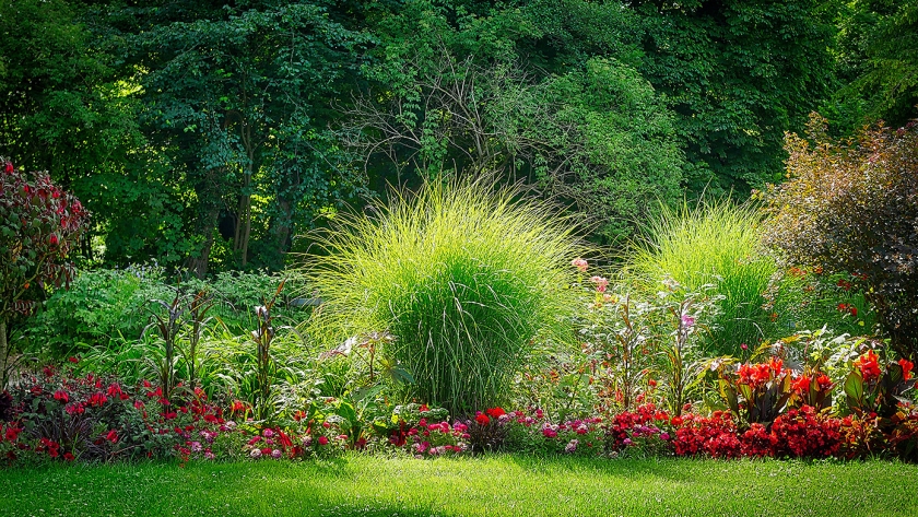 Vervang alle grasveldjes zonder functie door boemenweides; die zorgen voor een symfonisch kleurspektakel. (pixabay)