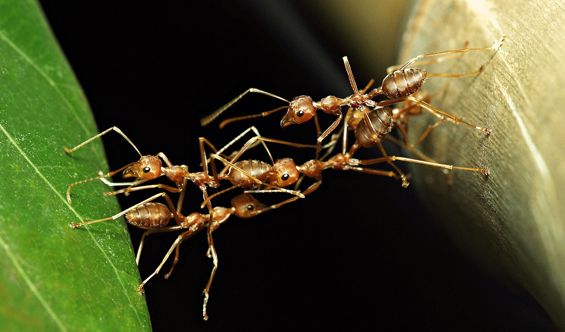 Mieren vormen een brug. Ze bezitten collectieve intelligentie.