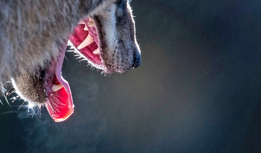 Ingezonden brief: Tegen de wolf zijn elektrische hekken en herdershonden nodig (ap / Alexander Heinl)