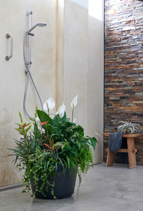Met de juiste plant krijg je een ontspannen sfeer in je badkamer (mooiwatplantendoen.nl en maison belle)