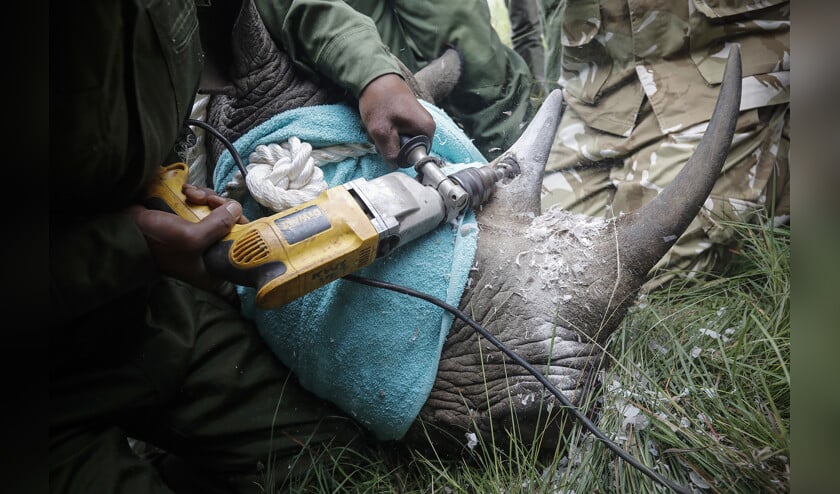 Rangers van de Kenya Wildlife Service boren een gat in de hoorn van een verdoofde neushoorn. Zo wordt hij voor stropers waardeloos. (epa / Dai Kurokawa)