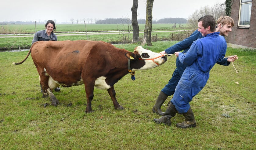 Een blaarkop heeft een eigen wil. Dat blijkt ook als een koe voor de foto uit de stal in Zegveld moet worden gehaald. (Marcel van den Bergh)