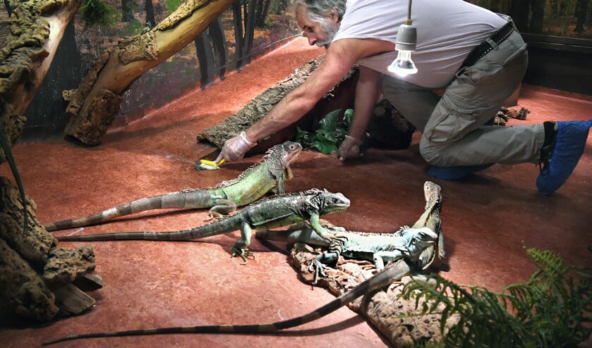 Directeur en beheerder Ad Bom van reptielenzoo Iguana maakt het hok van de leguanen schoon. (Marcel van den Bergh)