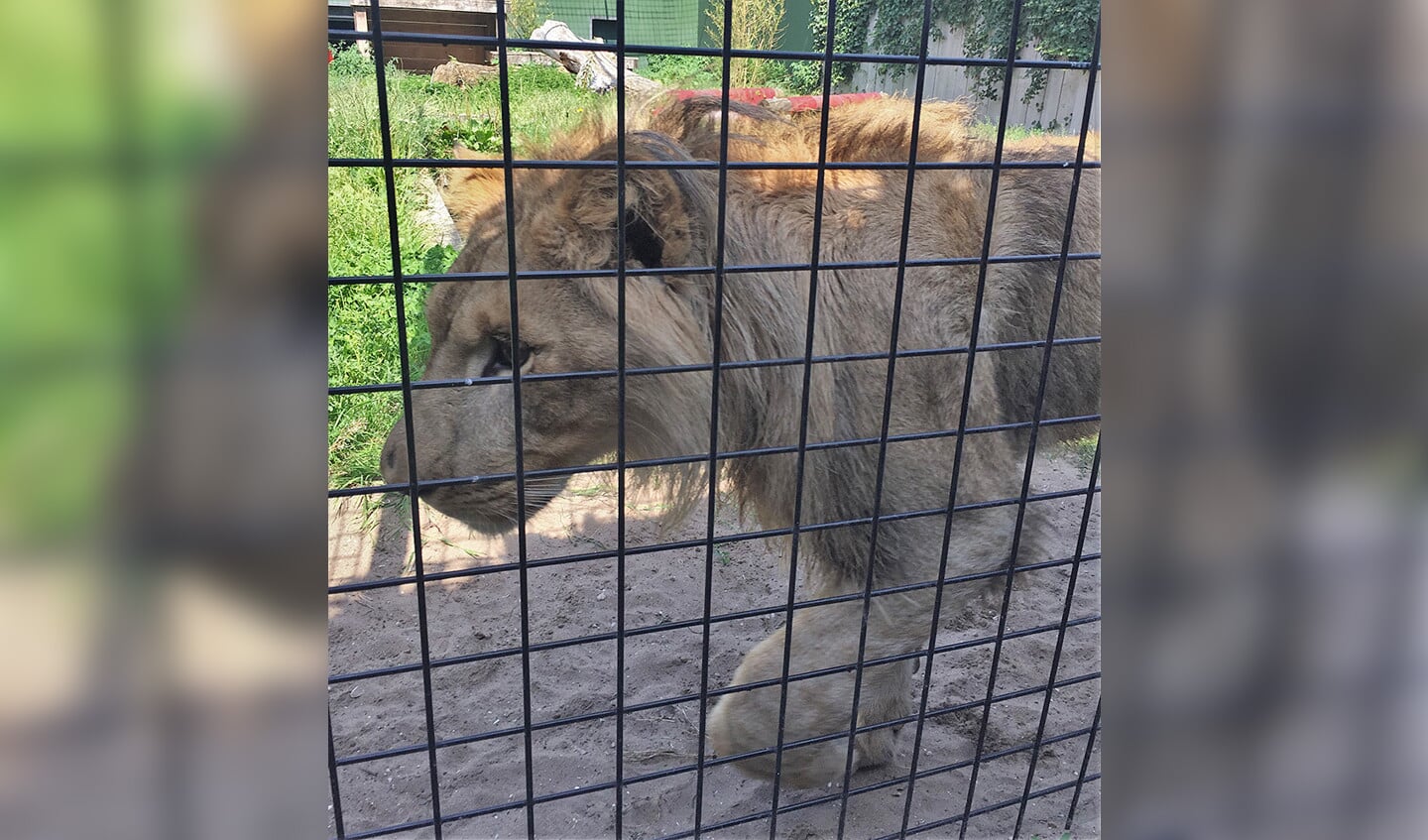 Vondeling Remi is uitgegroeid tot een halfwas leeuw. Het dier werd vorig jaar in een kooitje in een weiland bij Tienhoven gevonden.
