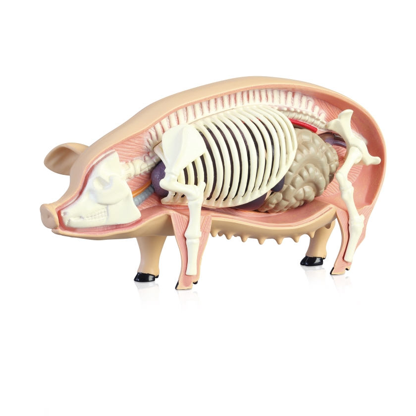 Margaret Atwood schreef een futuristisch boek. De mensheid is zo goed als weggevaagd; varkens lopen vrij rond met menselijke organen. (istock)