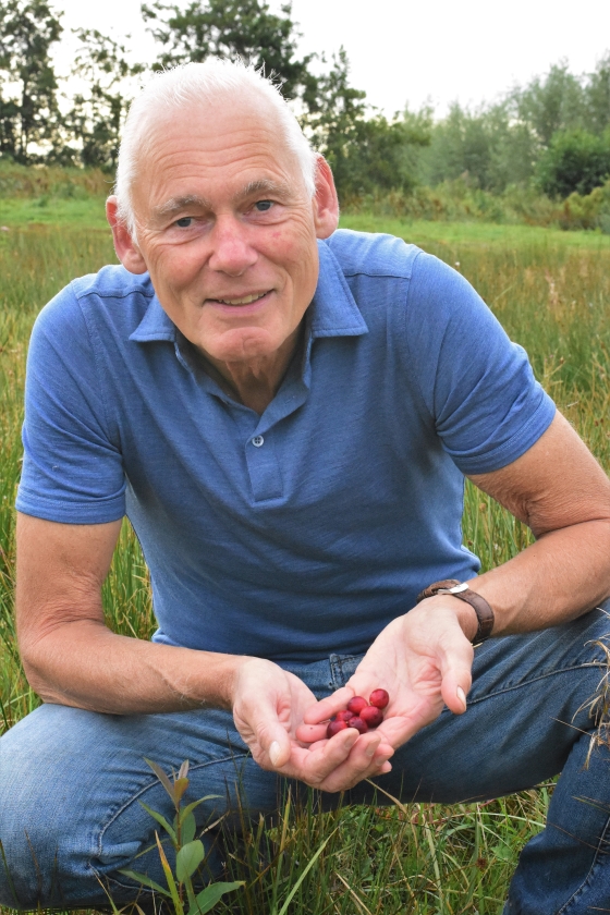 Bart Crouwers teelt cranberry’s in de Krimpenerwaard. (Theo Haerkens)