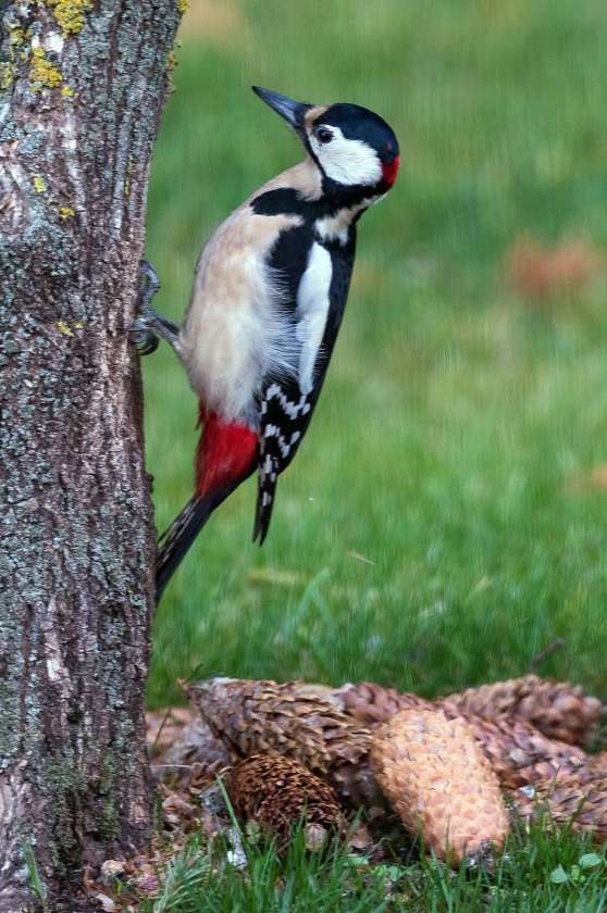 Een grote bonte specht (Dendrocopos major), gespot op een boom in Mixdorf, Duitsland, door fotograaf Patrick Pleul. (ap / Patrick Pleul)