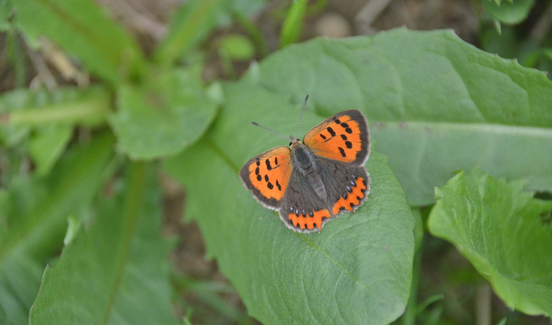 De voorvleugels van de kleine vuurvlinder zijn oranjerood met zwarte vlekken.