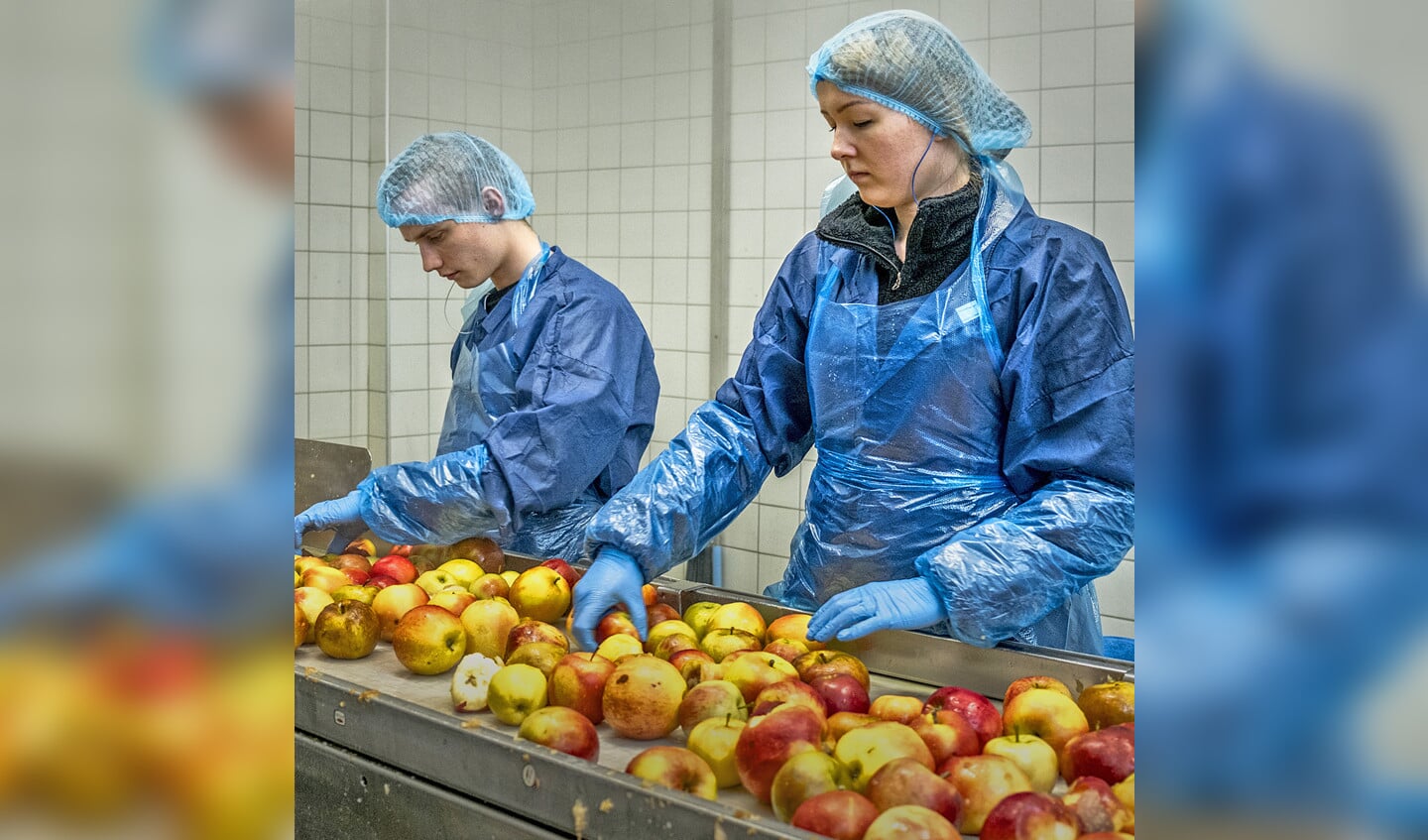 Driel-appels worden geconserveerd voor de appelmoes bij conservenfabriek Baltussen.