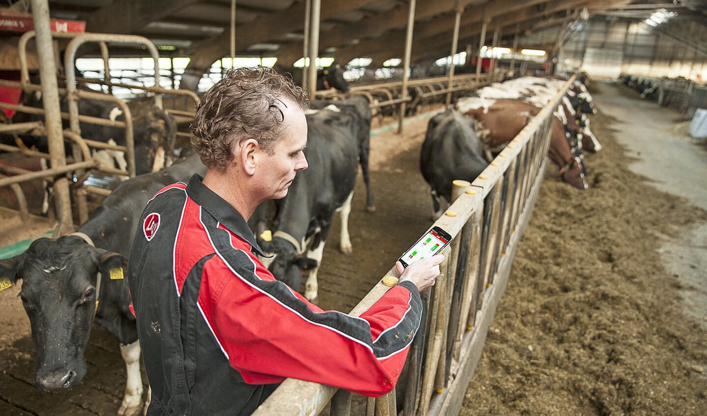 Melkveehouder Van Mourik houdt de toestand van zijn koeien in de gaten met behulp van zijn smartphone.