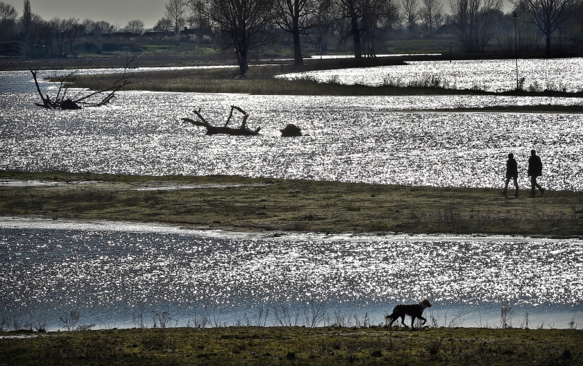 Rijkswaterstaat heeft in samenwerking met Natuurmonumenten de Hemelrijkse Waard heringericht en zogeheten boomriffen gecreëerd.  (Marcel van den Bergh)