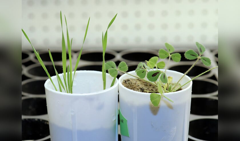 Twee planten die gebruikt zijn in het onderzoek naar de bemesting via schimmels. (Mike Carroll / bti)