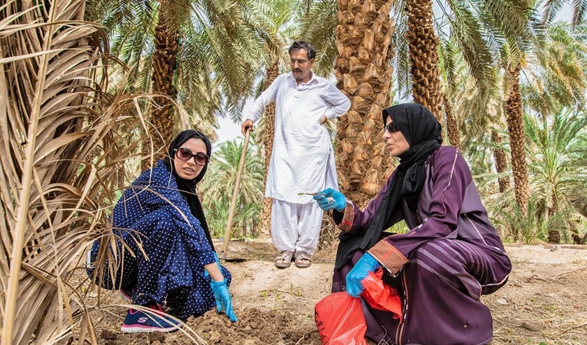 Prof. Blilou (rechts) en leden van haar onderzoeksteam nemen monsters op een plantage in Medina. (date palm reserach)
