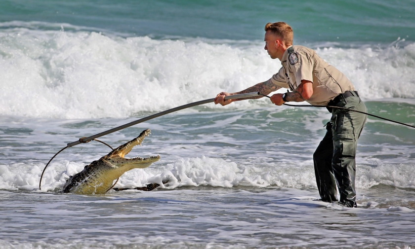 Een natuurbeheerder in Florida probeert op het strand van Hollywood een Amerikaanse krokodil te vangen. Het dier zwom al dagen voor de kust rond en trok veel bekijks. Na verschillende pogingen werd de krokodil toch ongedeerd gevangen. Waarschijnlijk wordt hij weer in zijn natuurlijke habitat — moerasachtig gebied — vrijgelaten. De Amerikaanse krokodil is een beschermde diersoort. (ap / Susan Stocker)